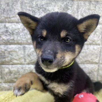 柴犬(豆柴)【茨城県・女の子・2024年6月16日・黒】の写真「柄もよく1番小さい子😍めっちゃ可愛いですよ〜‼️」