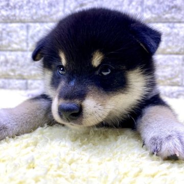 柴犬(標準サイズ)【茨城県・男の子・2024年6月2日・黒】の写真「⭐️僕の家族が決まりました🎉🎉」