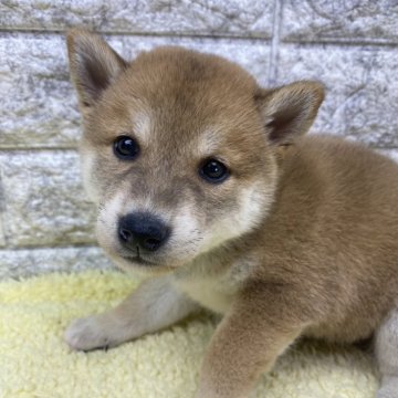 柴犬(豆柴)【茨城県・女の子・2024年9月16日・赤】の写真「大きめ豆柴なのでサービス価格😊可愛い😍」