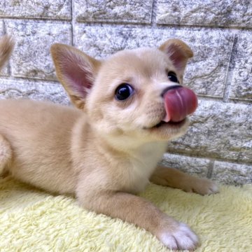 チワ柴【茨城県・女の子・2024年4月26日・クリーム】の写真「めっちゃ可愛いですよ〜😍😍お目目クリクリ😍」