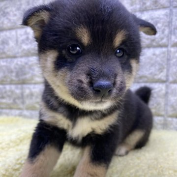 柴犬(標準サイズ)【茨城県・男の子・2024年9月19日・黒】の写真「柄が明るく綺麗ですよー😍」