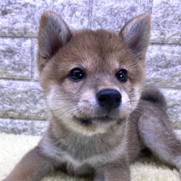 柴犬(豆柴)【茨城県・男の子・2024年8月12日・赤】の写真「⭐️僕の家族が決まりました🎉🎉」