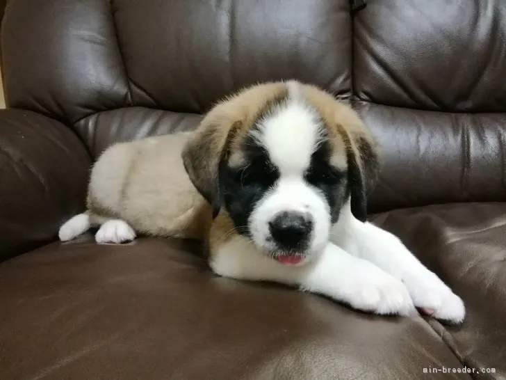 ゆみきち 様のお迎えした子犬