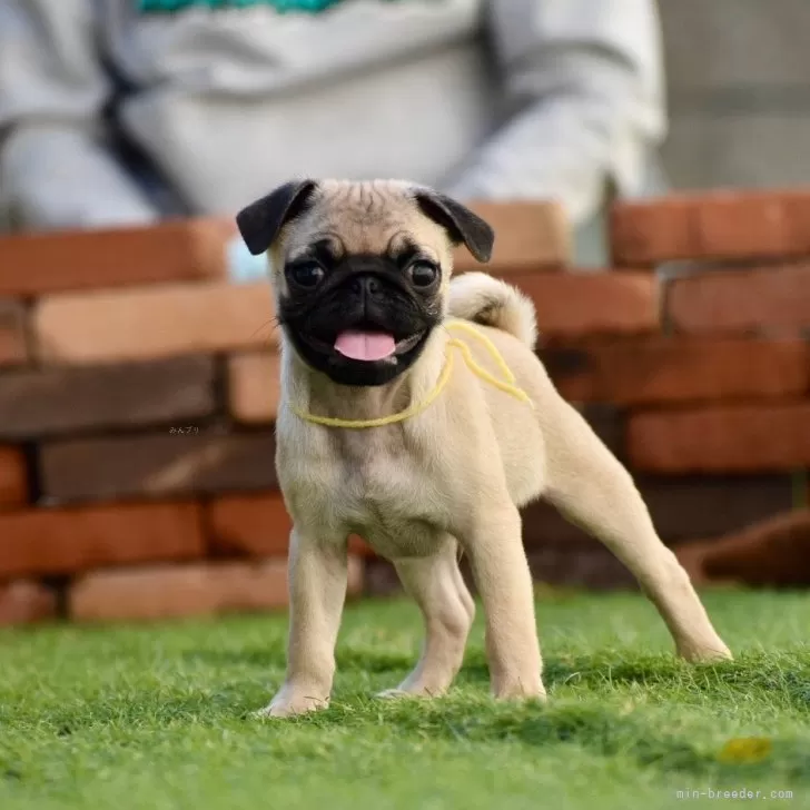 モコ 様のお迎えした子犬