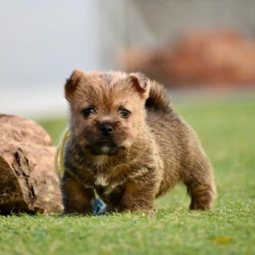 ノーリッチテリア【群馬県・男の子・2024年10月14日・レッド】の写真「少し小ぶりな可愛い子」