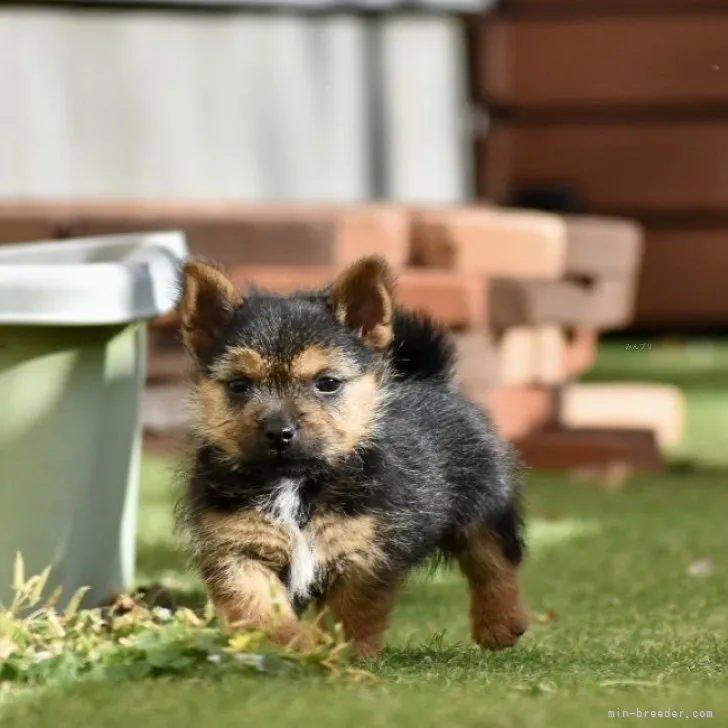 Y.N 様のお迎えした子犬