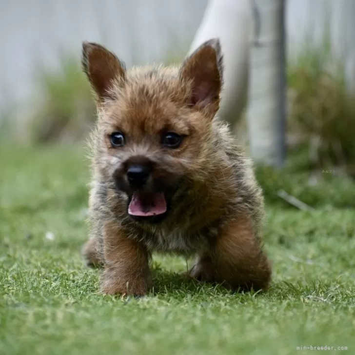 ちーさん 様のお迎えした子犬