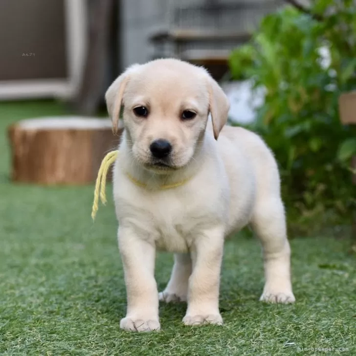 H.Ｉ 様のお迎えした子犬