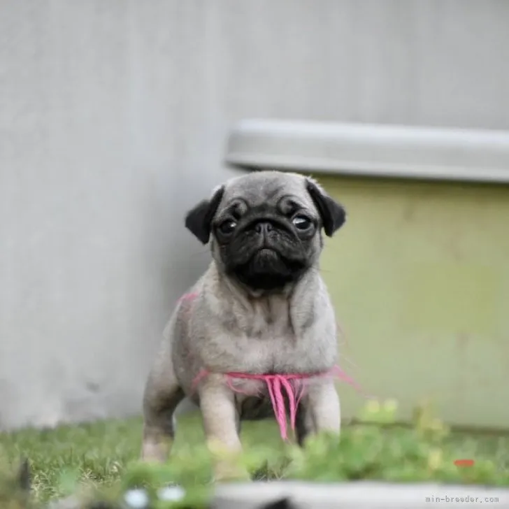 晴れますように☆ 様のお迎えした子犬