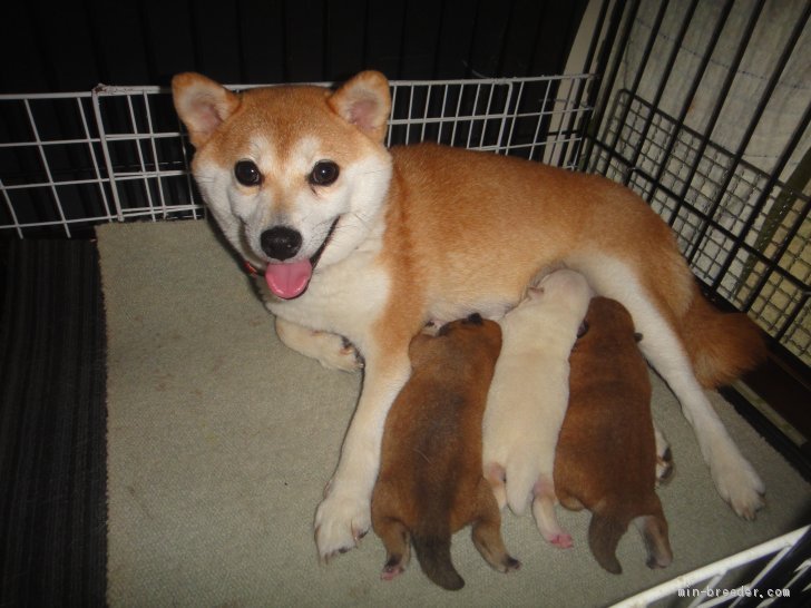 前田峰王ブリーダーのブログ 赤豆柴オスメスとメス白豆柴黒オスメス豆柴予想柴犬無事産まれ元気に育っています 9 23 みんなのブリーダー