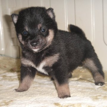 柴犬(豆柴)【富山県・男の子・2025年1月11日・黒】の写真「両親豆柴で綺麗な顔立ち小振り予想の黒豆柴」