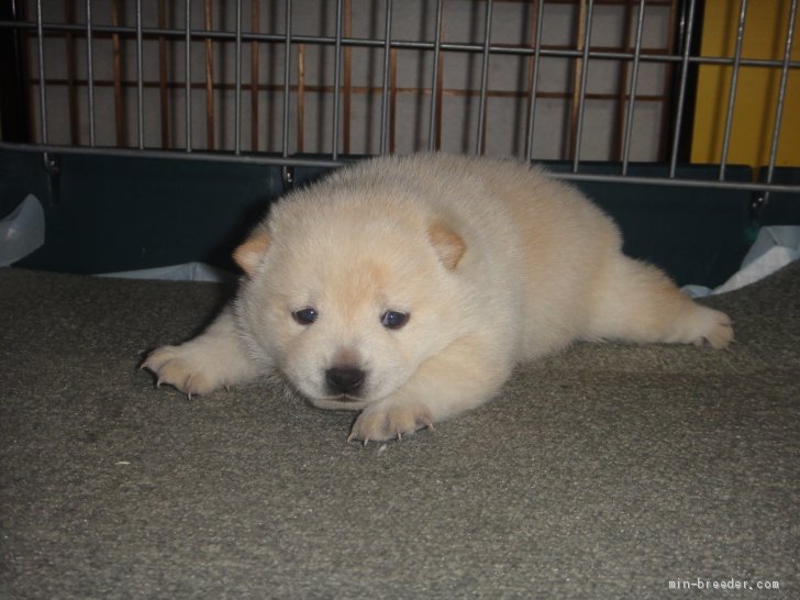 豆柴 富山県 女の子 年3月8日 ふわふわ白毛の小振り予想の柴犬 両親共黒の豆柴認定犬 で 毛量豊富豆柴サイズ予想の柴 みんなのブリーダー 子犬id 04