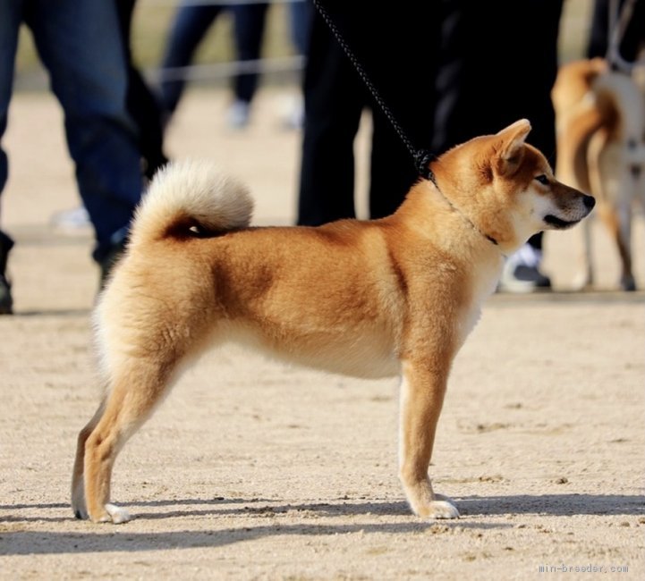 日本犬写真名鑑 日本犬保存会 品評会 展覧会 写真集 - 本