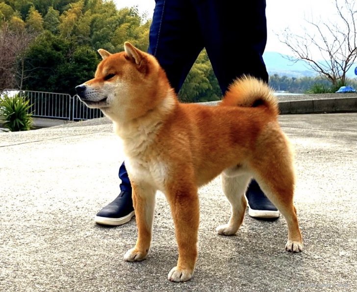 柴犬 オス 赤 19 08 28生まれ 兵庫県 交配犬id 2105 B0014 重厚感ある犬質 優しい性格の若犬 みんなのブリーダー