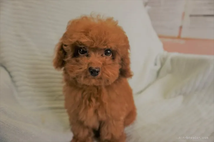 関西女子 様のお迎えした子犬