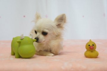 チワワ(ロング)【福井県・女の子・2019年6月22日・クリーム】の写真「100万ボルトの瞳の女の子」