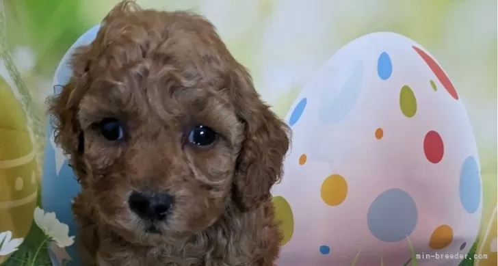 恵子 様のお迎えした子犬