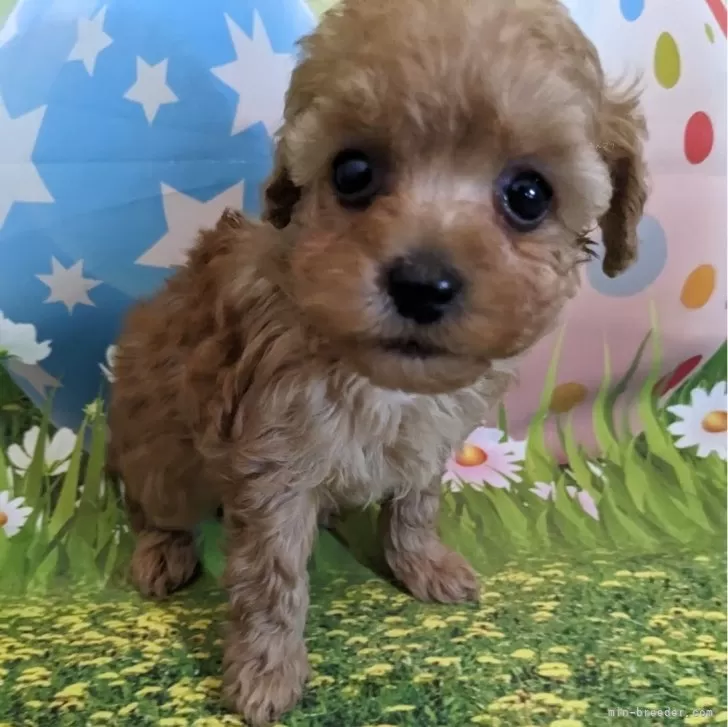 ショコラ 様のお迎えした子犬