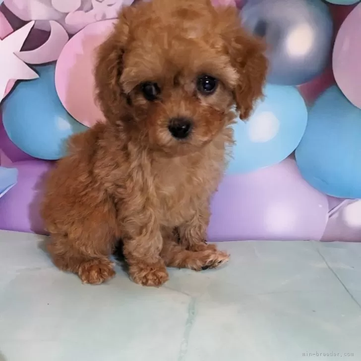 CoCo 様のお迎えした子犬