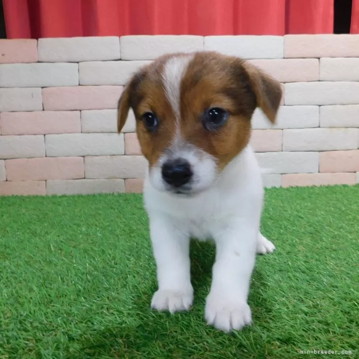 ダン 様のお迎えした子犬