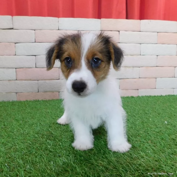 静岡からK.A 様のお迎えした子犬