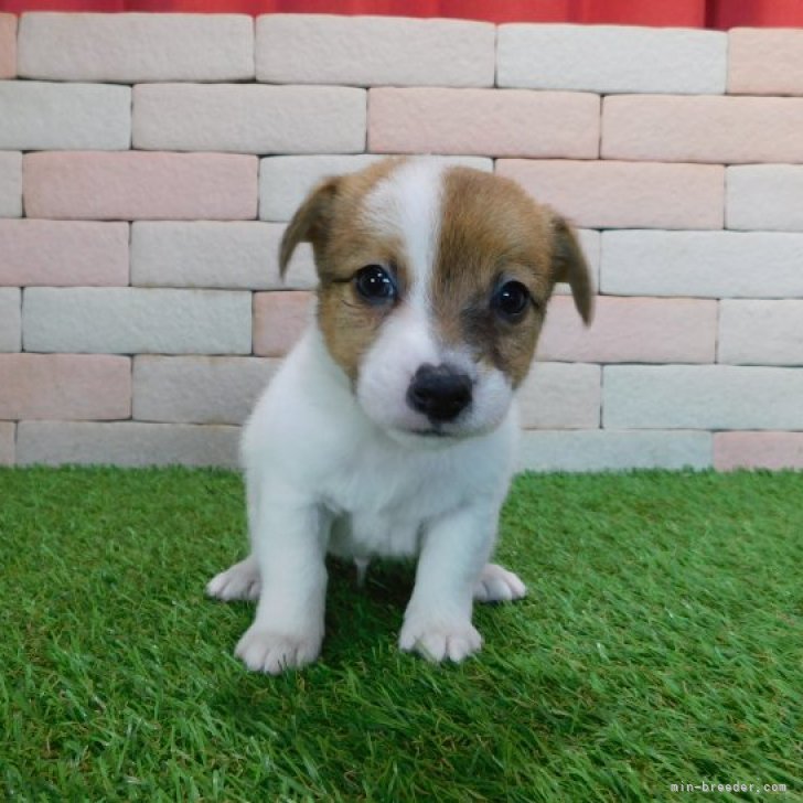 ジャックラッセルテリア 三重県 男の子 22年11月3日 ホワイト タン とてもかわいい 子犬が生まれました みんなのブリーダー 子犬id 2212