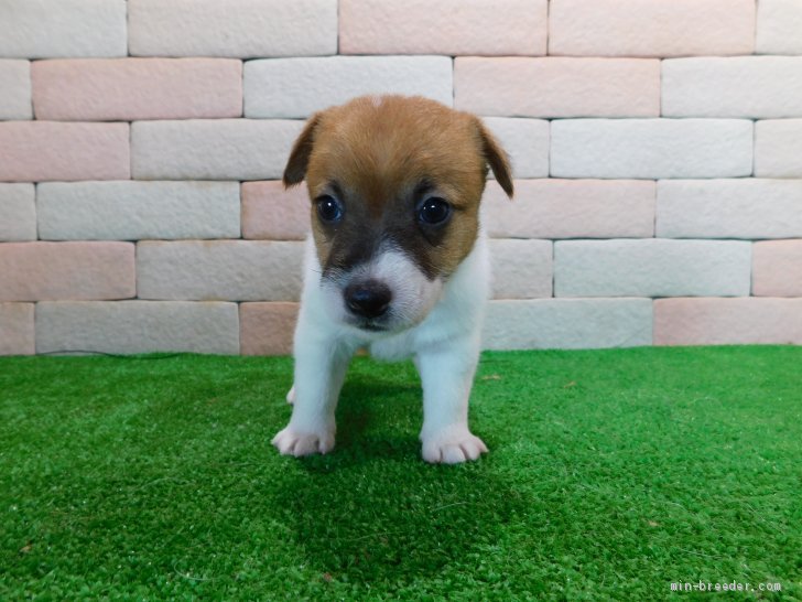 ジャックラッセルテリア 三重県 女の子 2020年5月8日 ホワイト タン かわいい子犬が生まれました みんなのブリーダー 子犬 Id 2006 01276