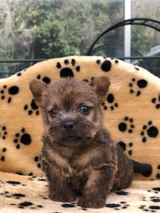 ノーリッチテリア 大阪府 男の子 年1月1日 レッド まるで動くぬいぐるみ みんなのブリーダー 子犬id 02