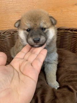 柴犬(標準サイズ)【徳島県・男の子・2020年12月24日・赤】の写真「クリスマスイブに産まれた男の子❤」