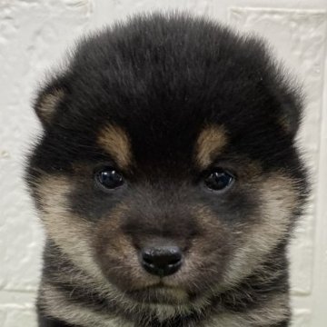 柴犬(標準サイズ)【徳島県・女の子・2025年1月1日・黒】の写真「まんまる可愛い女の子♡」