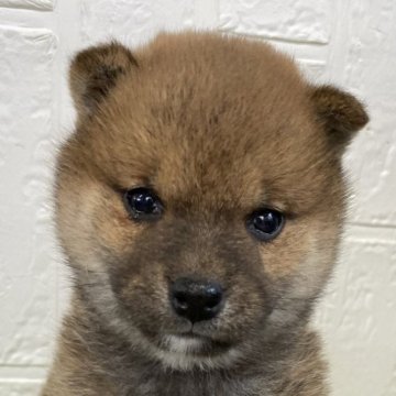 柴犬(標準サイズ)【徳島県・男の子・2024年12月25日・赤】の写真「まんまる可愛い男の子♡」