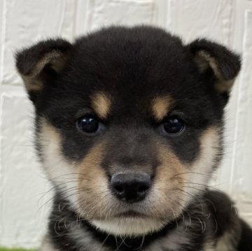 柴犬(標準サイズ)【徳島県・男の子・2024年10月2日・黒】の写真「可愛い男の子♡」