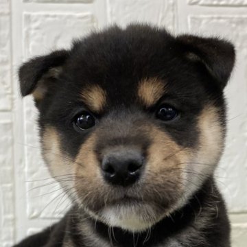 柴犬(標準サイズ)【徳島県・女の子・2024年10月2日・黒】の写真「おっとり顔の可愛い女の子♡」