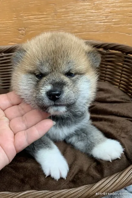 柴犬(標準サイズ)【徳島県・男の子・2020年12月2日・赤】の写真1「1/9撮影📸✨」