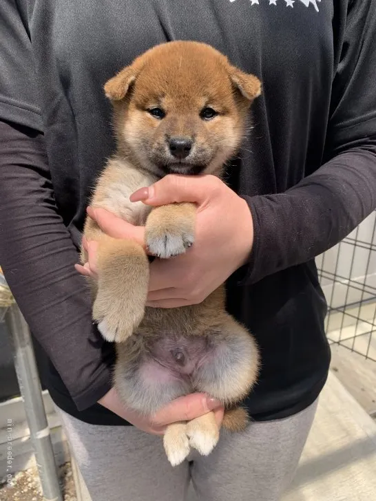 柴犬(標準サイズ)【徳島県・男の子・2021年3月12日・赤】の写真1「4/28撮影📸✨」