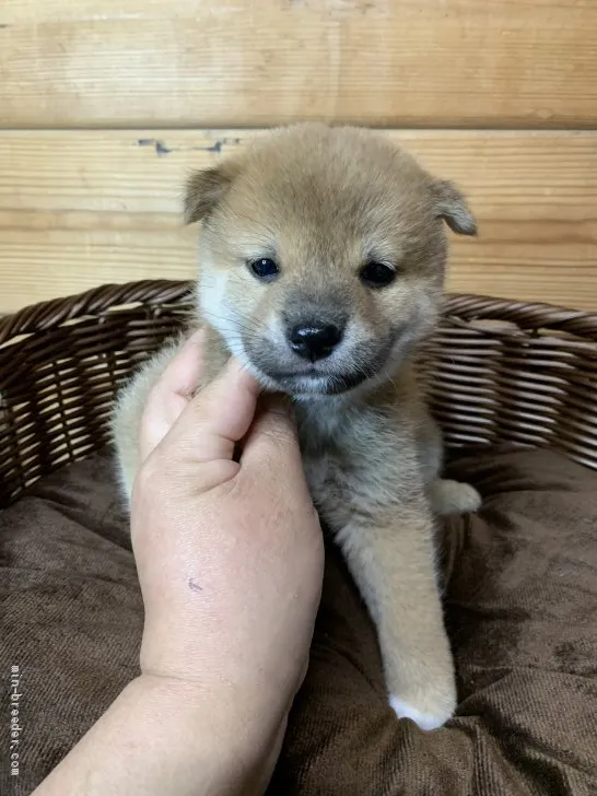 柴犬(標準サイズ)【徳島県・女の子・2021年1月6日・赤】の写真1「2/23撮影📸✨」