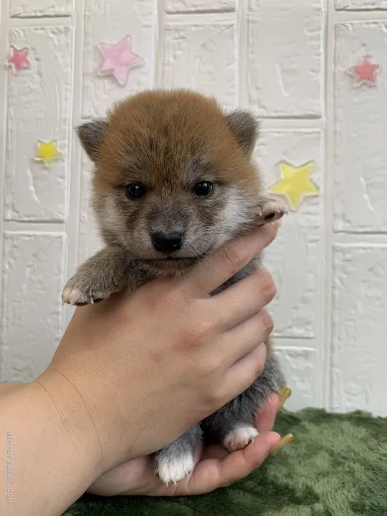 柴犬(標準サイズ)【徳島県・女の子・2021年6月10日・赤】の写真1「7/14撮影📸✨」