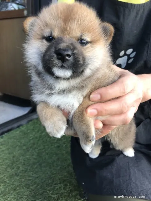 柴犬(標準サイズ)【徳島県・女の子・2019年9月5日・赤】の写真1