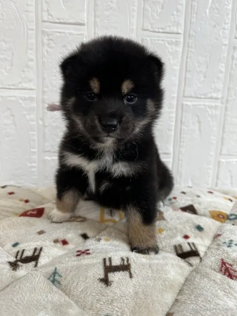 柴犬(標準サイズ)【徳島県・男の子・2022年3月16日・黒】の写真1「紫君🐾」