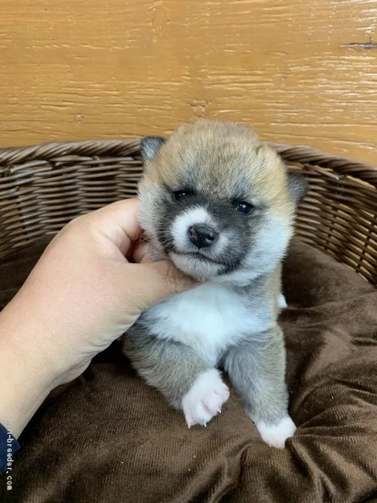 柴犬(標準サイズ)【徳島県・女の子・2021年1月5日・赤】の写真1「2/12撮影📸✨」