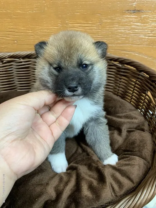 柴犬(標準サイズ)【徳島県・男の子・2021年1月5日・赤】の写真1「2/12撮影📸✨」