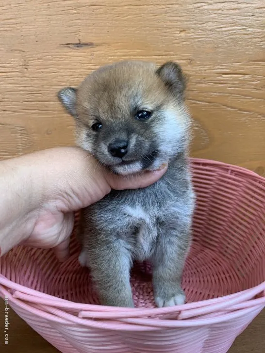 柴犬(標準サイズ)【徳島県・男の子・2021年3月24日・赤】の写真1「5/4撮影📸✨」