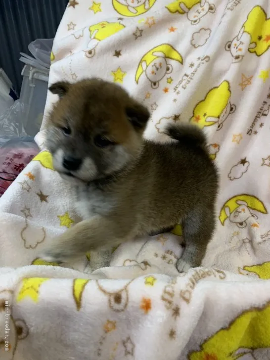 柴犬(標準サイズ)【徳島県・男の子・2020年2月24日・赤】の写真1「顔の表情が豊かです😆」