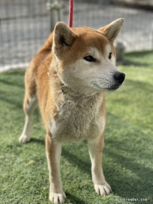 柴犬 徳島県 女の子 17年6月15日 赤 可愛い女の子 みんなのブリーダー 子犬id 21