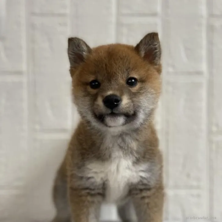 柴犬(標準サイズ)【徳島県・女の子・2022年3月9日・赤】の写真1