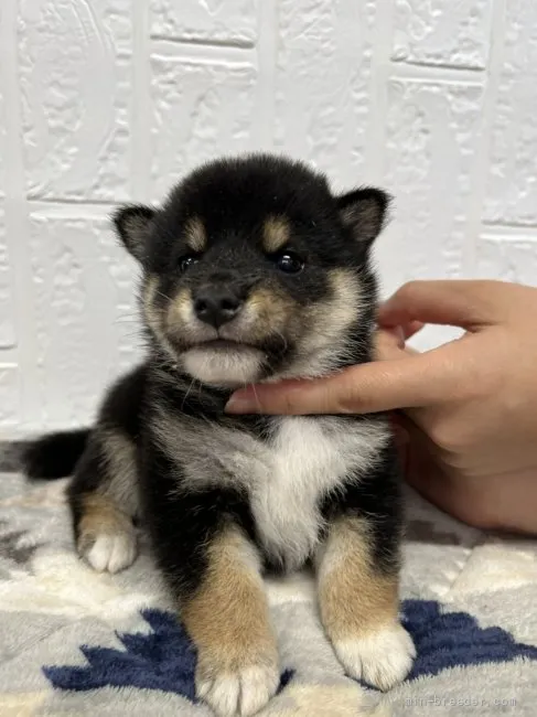 柴犬(標準サイズ)【徳島県・男の子・2021年9月16日・黒】の写真1「11/1撮影📸✨」