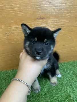 柴犬(標準サイズ)【徳島県・男の子・2020年7月10日・黒】の写真「個性的な❤黒柴」