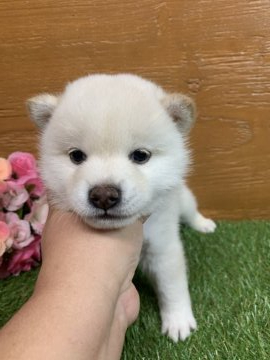 柴犬(標準サイズ)【徳島県・女の子・2020年9月14日・白】の写真「可愛いお姫様❤」