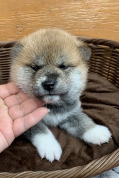 柴犬(標準サイズ)【徳島県・男の子・2020年12月2日・赤】の写真「モサモサ♪個性的な可愛い男の子❤」