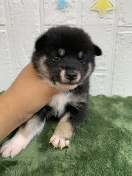 柴犬(標準サイズ)【徳島県・男の子・2021年6月16日・黒】の写真「可愛い男の子❤」